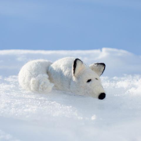 Arctic Fox Needle Felting Kit